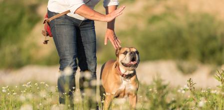 Un bulldog recibe instrucciones de su dueño