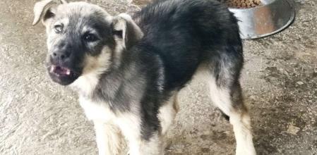 Un vecino alertó de la presencia de un perro muy agresivo