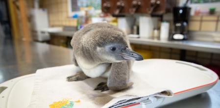 Elmer y Lima  están haciendo un gran trabajo