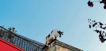 Vaca en una azotea en El Papiol.