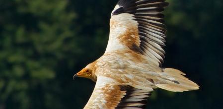 El alimoche en pleno vuelo.