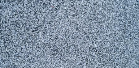 El buque implicado tiene prohibido el acceso a las aguas de varios países