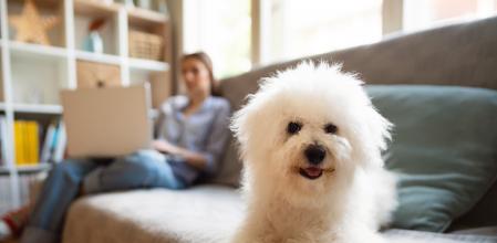El bichon frise es una de las razas que suele citarse como hipoalergénica