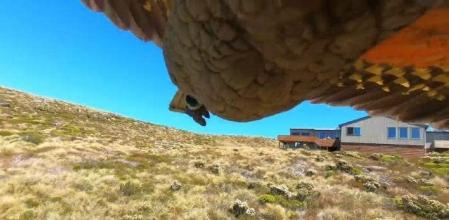 Este loro roba una GoPro y graba su fuga mientras sobrevuela un parque nacional