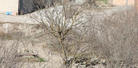 Reto visual: ¿Dónde está el gorrión?