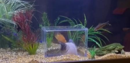 Así transforma la pecera de su casa para que el gato pueda jugar con los peces