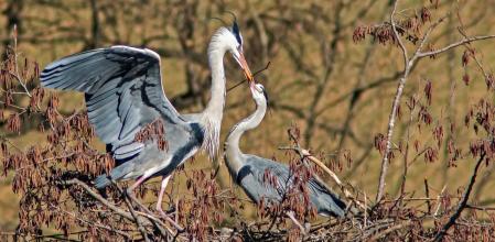Un macho ofreciendo a la hembra una rama para colocar en el nido.