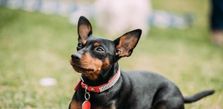 Pinscher