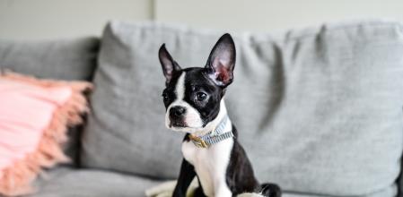 Boston Terrier