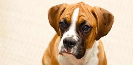 Un cachorro de bóxer