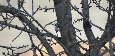 Reto visual: ¿Dónde está el petirrojo?