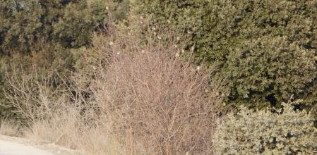 Reto visual: ¿Cuántos pájaros puedes ver?