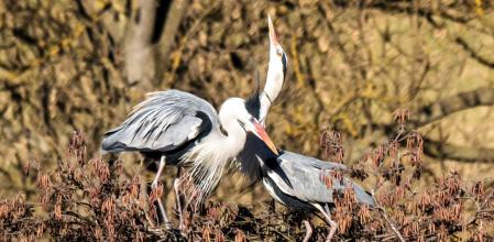El cortejo de la garza en el río Ter.