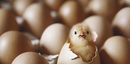 Chick hatching from egg on egg tray - Fotografía de stock