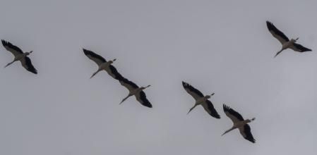 Cigüeñas en el cielo de Osona.