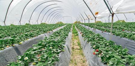 WWF pide a Moreno Bonilla que no amnistíe a los agricultores ilegales que están destruyendo Doñana