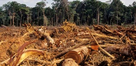 La deforestación en la Amazonia de Brasil ha aumentado desde la llegada del gobierno de Jair Bolsonaro  .