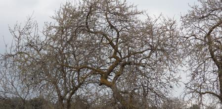 Reto visual: ¿Dónde está pájaro?