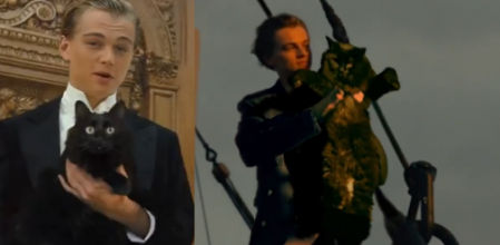 Así sería 'Titanic' protagonizada por un gato