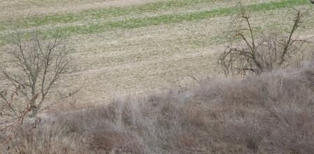 Reto visual: ¿Dónde está el pajarito?