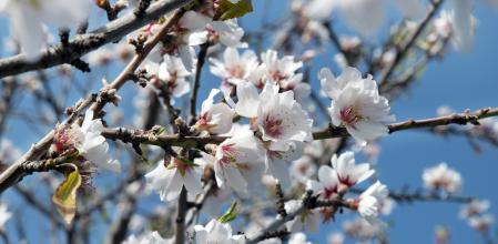 Almendros en flor antes de la llegada de la primavera debido al cambio climático.