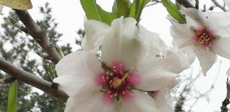 Almendro en flor