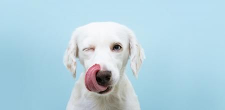 La alimentación debe tener los nutrientes necesarios