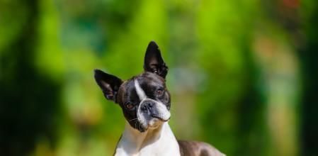 Boston Terrier
