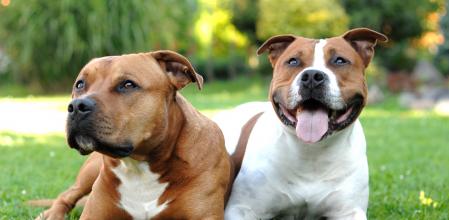 Staffordshire Bull Terrier