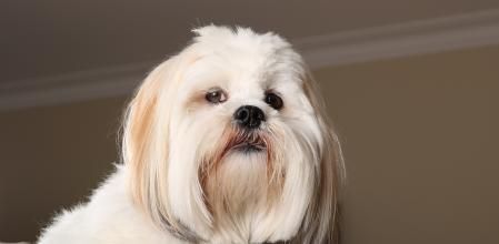 Lhasa Apso