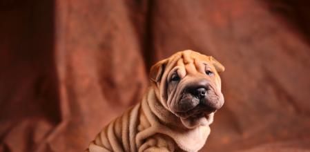 Shar Pei