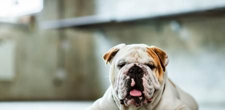 BBulldog Inglésulldog lying on floor. Copy space.