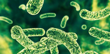 Bacterias