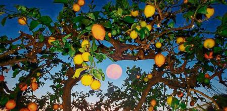 Luna de nieve con limoneros en Mijas.