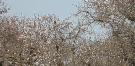 Reto visual: ¿Dónde está el pájaro?