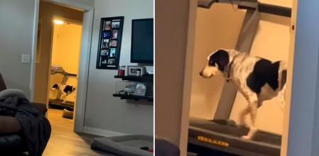 La sorpresa de una mujer al ver que su perro se adueña de la cinta de correr para hacer deporte