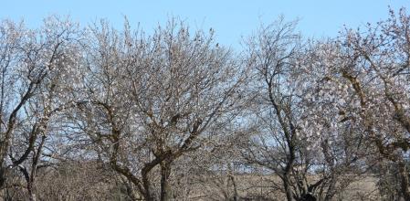 Reto visual: ¿Cuántos gorriones hay en los árboles?