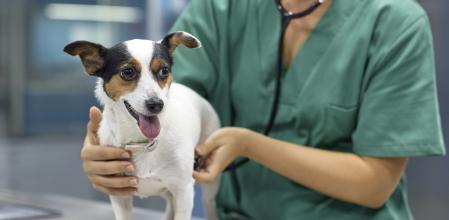 Hay que acudir al veterinario ante la mínima sospecha