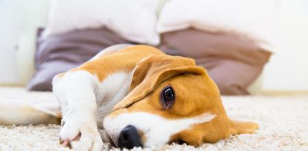 La viagra podría relajar el músculo de la parte inferior del esófago