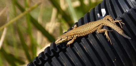 Sargantana en la montaña.