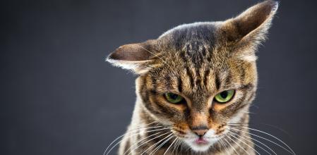 Las orejas de los gatos suelen dar mucha información