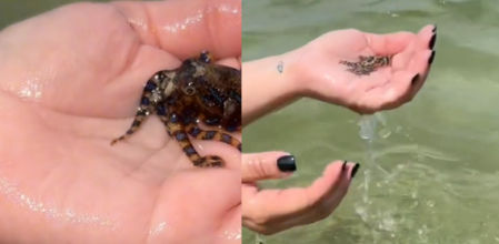 Se trata de un pulpo de anillos azules