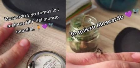 Adopta una mosca como animal de compañía y muestra cómo le hace una casita