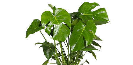 Monstera Deliciosa Costilla de Adán 40cm Maceta 15cm Planta de Interior