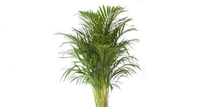 Palmera de madera de areca (Dypsis lutescens)