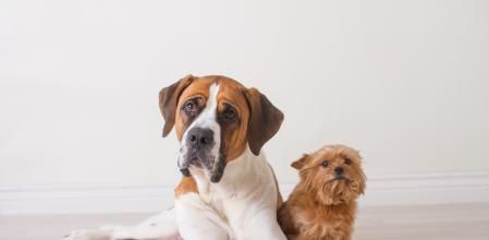 San Bernardo y Yorkshire