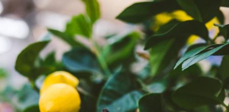 Limonero