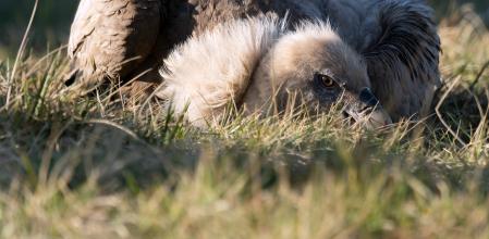 Buitre leonado en Orís.