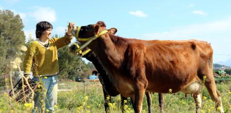 Una de las impulsoras del proyecto alimentando a las vacas.