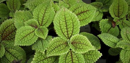 Pilea involucrata
